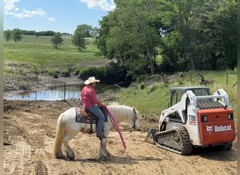 Gypsy Horse, Gelding, 6 years, 14 hh, Palomino