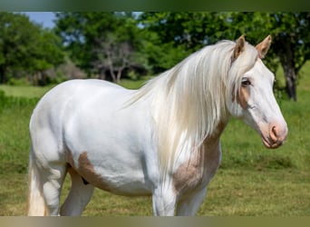 Gypsy Horse, Gelding, 6 years, 14 hh, Palomino