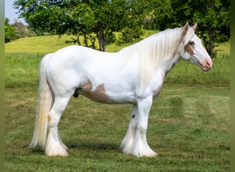 Gypsy Horse, Gelding, 6 years, 14 hh, Palomino