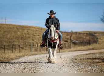 Gypsy Horse, Gelding, 6 years, 14 hh, Tobiano-all-colors