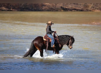 Gypsy Horse, Gelding, 6 years, 14,1 hh, Bay