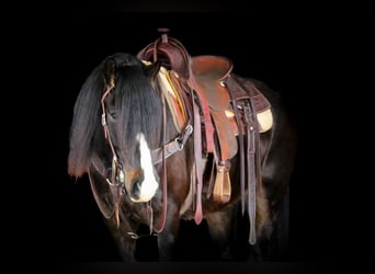 Gypsy Horse, Gelding, 6 years, 14,1 hh, Bay