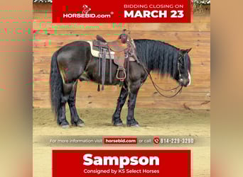 Gypsy Horse, Gelding, 6 years, 14,1 hh, Bay