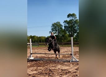 Gypsy Horse Mix, Gelding, 6 years, 14,1 hh, Bay