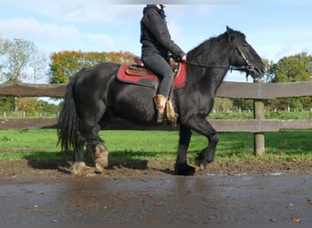 Gypsy Horse, Gelding, 6 years, 14,1 hh, Black
