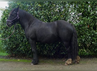 Gypsy Horse, Gelding, 6 years, 14,1 hh, Black