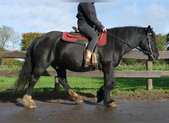 Gypsy Horse, Gelding, 6 years, 14,1 hh, Black