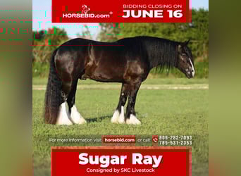Gypsy Horse, Gelding, 6 years, 14,3 hh, Black