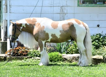Gypsy Horse, Gelding, 6 years, 14,3 hh