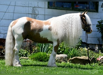 Gypsy Horse, Gelding, 6 years, 14,3 hh