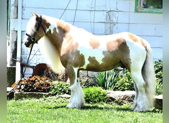 Gypsy Horse, Gelding, 6 years, 14,3 hh