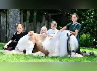 Gypsy Horse, Gelding, 6 years, 14,3 hh