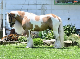 Gypsy Horse, Gelding, 6 years, 14,3 hh