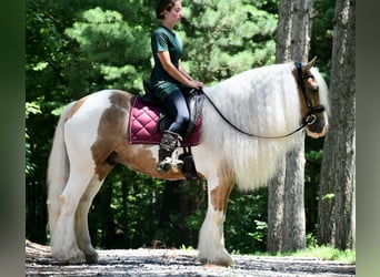 Gypsy Horse, Gelding, 6 years, 14,3 hh