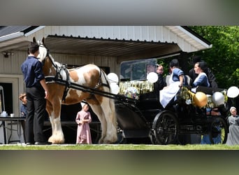Gypsy Horse, Gelding, 6 years, 14,3 hh