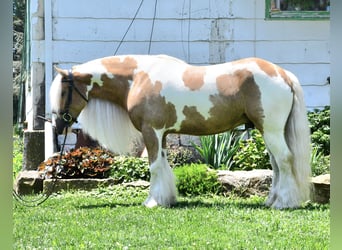 Gypsy Horse, Gelding, 6 years, 14,3 hh