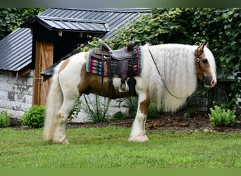 Gypsy Horse, Gelding, 6 years, 14,3 hh