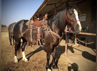 Gypsy Horse, Gelding, 6 years, 15.1 hh, Black