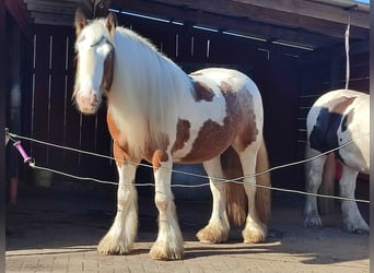 Gypsy Horse, Gelding, 6 years, 15.1 hh, Pinto