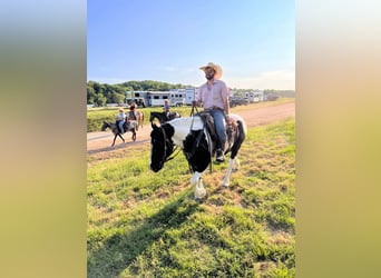 Gypsy Horse Mix, Gelding, 6 years, 15.1 hh, Pinto