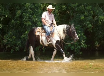 Gypsy Horse Mix, Gelding, 6 years, 15.1 hh, Pinto
