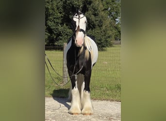Gypsy Horse, Gelding, 6 years, 15.1 hh, Pinto