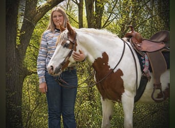 Gypsy Horse, Gelding, 6 years, 15.1 hh, Pinto