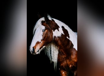 Gypsy Horse, Gelding, 6 years, 15.1 hh, Tobiano-all-colors