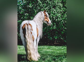 Gypsy Horse, Gelding, 6 years, 15.1 hh, Tobiano-all-colors