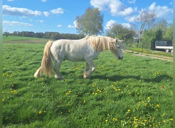Gypsy Horse, Gelding, 6 years, 15.2 hh, Gray