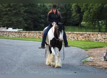 Gypsy Horse, Gelding, 6 years, 15.2 hh