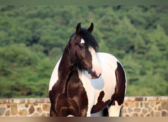 Gypsy Horse, Gelding, 6 years, 15.2 hh