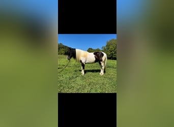 Gypsy Horse Mix, Gelding, 6 years, 15,2 hh