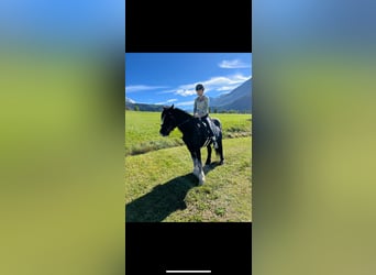 Gypsy Horse, Gelding, 6 years, 15 hh, Black