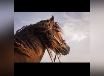 Gypsy Horse, Gelding, 6 years, 15 hh, Brown