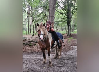 Gypsy Horse, Gelding, 6 years, 15 hh, Pinto