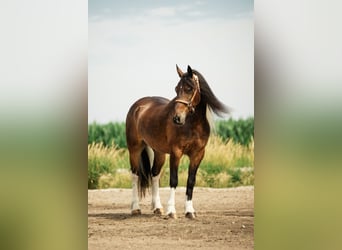 Gypsy Horse Mix, Gelding, 6 years, 15 hh, Pinto