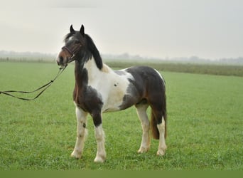 Gypsy Horse, Gelding, 6 years, 15 hh, Pinto