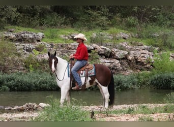 Tinker Mix, Wallach, 6 Jahre, 15 hh, Schecke