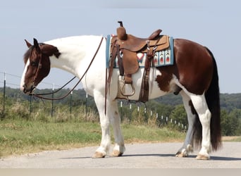 Tinker Mix, Wallach, 6 Jahre, 15 hh, Schecke