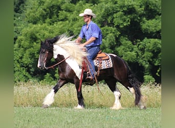 Gypsy Horse, Gelding, 6 years, 15 hh, Tobiano-all-colors
