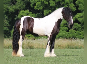 Gypsy Horse, Gelding, 6 years, 15 hh, Tobiano-all-colors