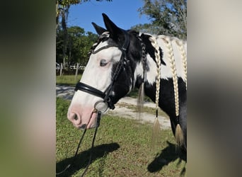 Gypsy Horse, Gelding, 6 years, 15,1 hh, Pinto