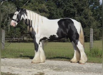 Gypsy Horse, Gelding, 6 years, 15,1 hh, Pinto