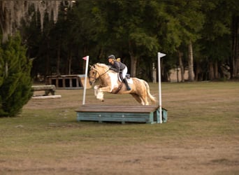 Gypsy Horse Mix, Gelding, 6 years, 16.2 hh, Pinto