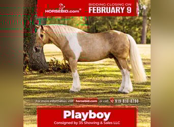 Gypsy Horse Mix, Gelding, 6 years, 16.2 hh, Pinto