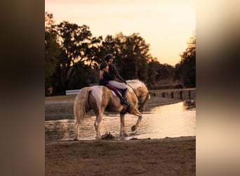 Gypsy Horse Mix, Gelding, 6 years, 16.2 hh, Pinto