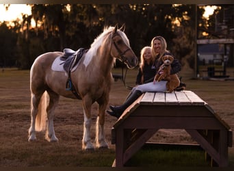 Gypsy Horse Mix, Gelding, 6 years, 16.2 hh, Pinto