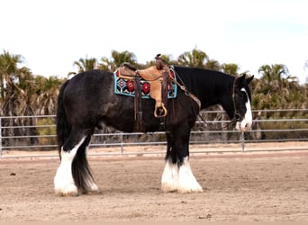 Gypsy Horse Mix, Gelding, 6 years, 16,3 hh, Roan-Blue