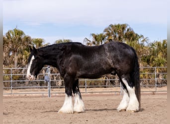 Gypsy Horse Mix, Gelding, 6 years, 16,3 hh, Roan-Blue